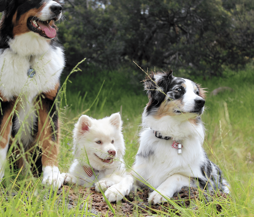 Une Vie de Chien 1